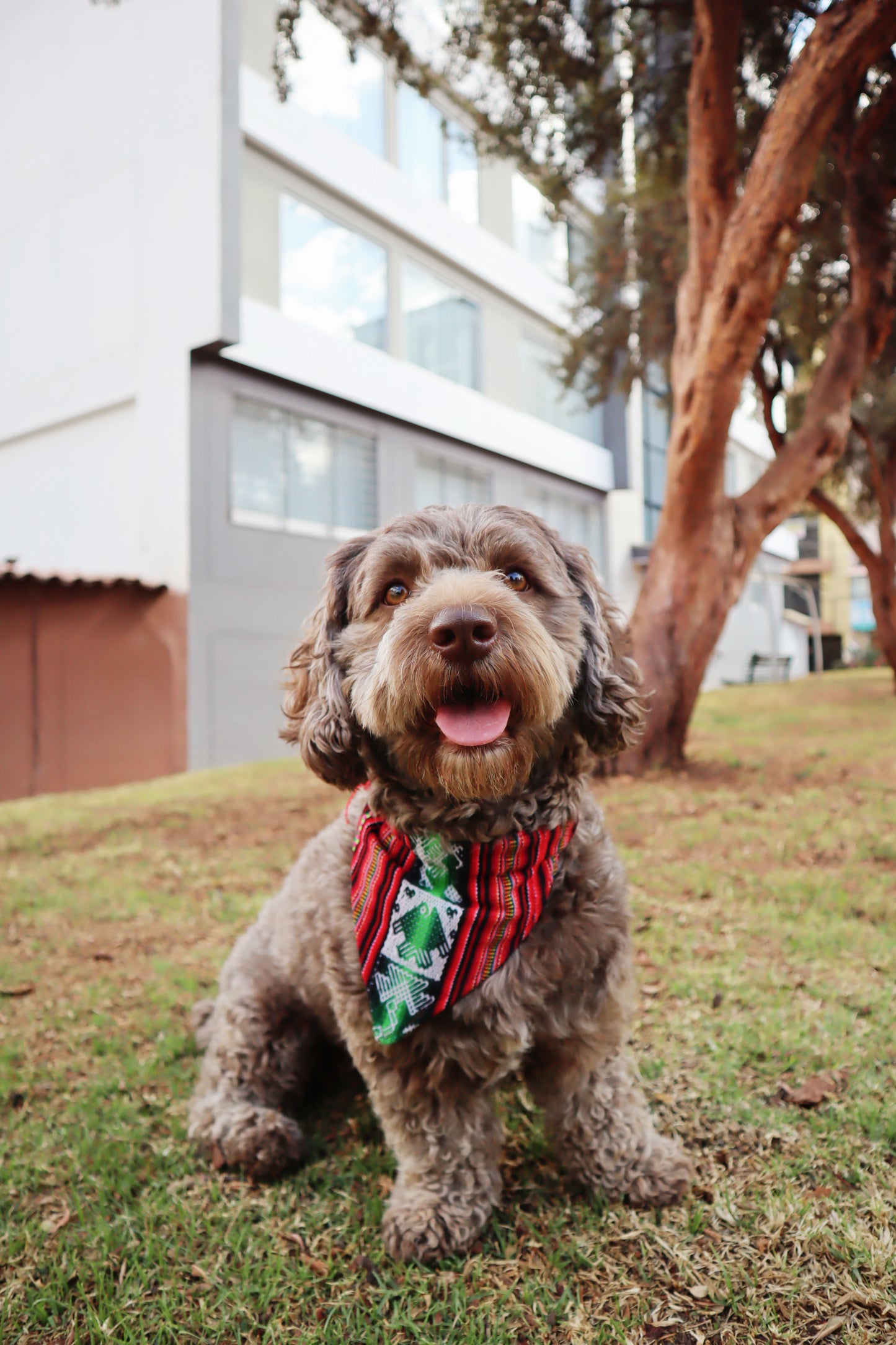 Sumak Pet Bandana Mila